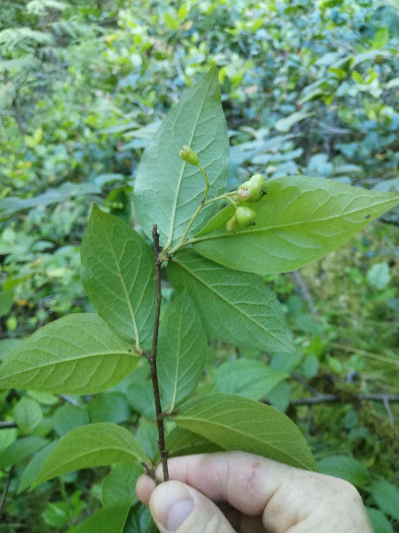 Image of hollyberry cotoneaster