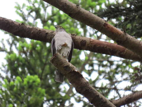 Image of Japanese Sparrowhawk