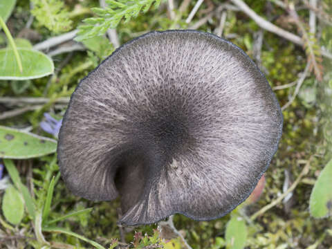 Image of Entoloma serrulatum (Fr.) Hesler 1967