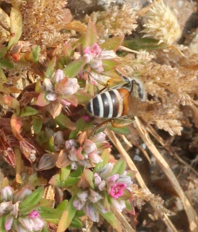 Image of Asian dwarf honey bee