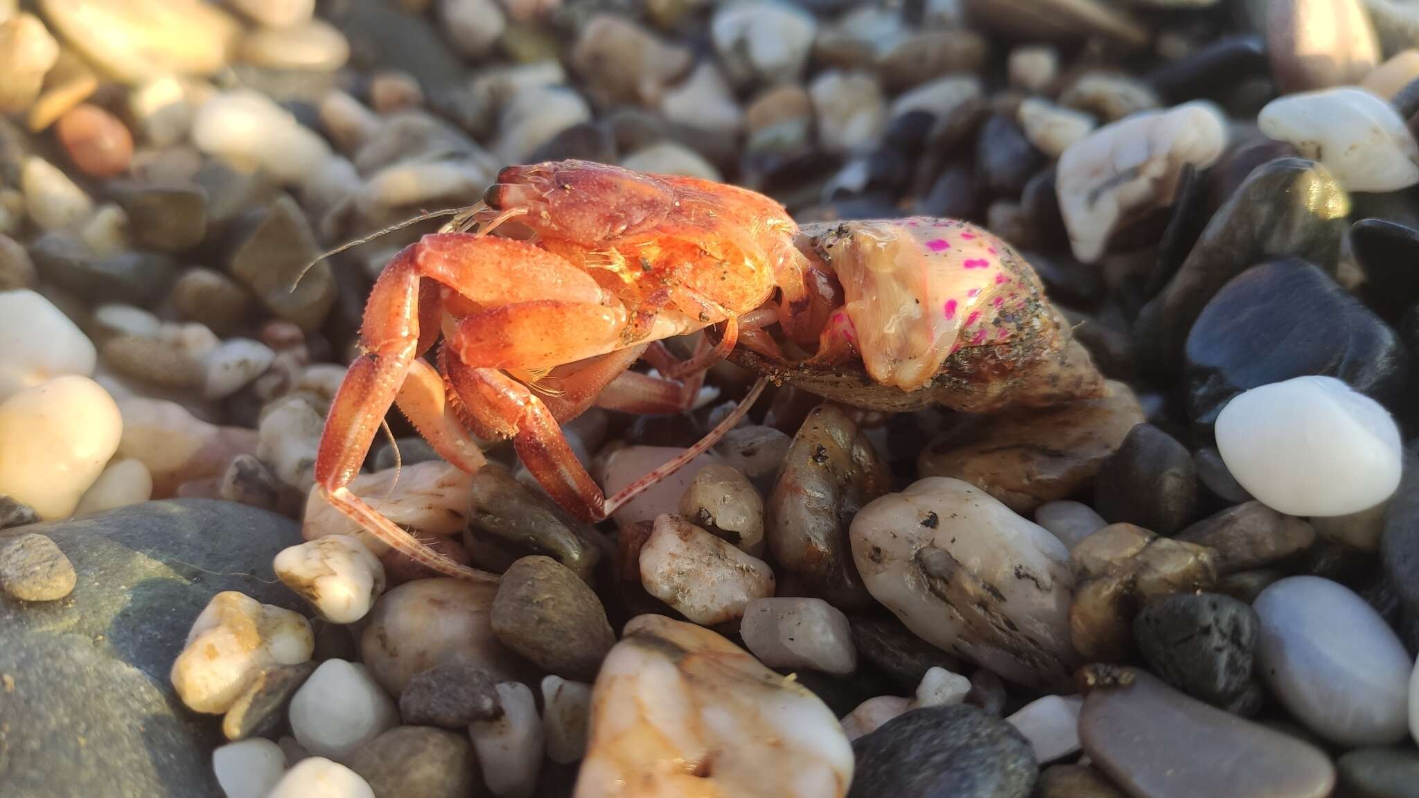 Image of Prideaux's hermit crab