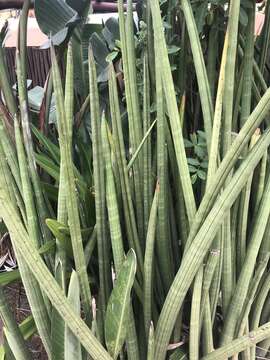 Image of African bowstring hemp