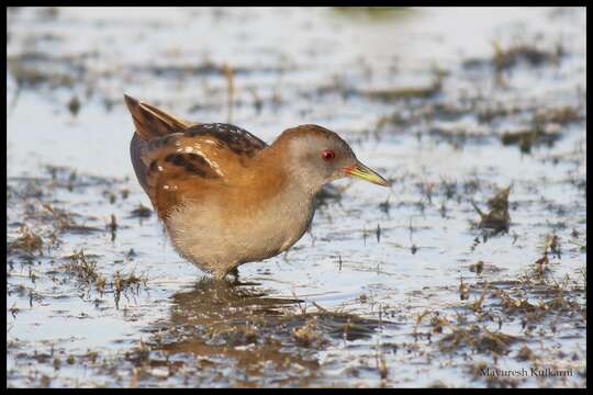 Image of Little Crake