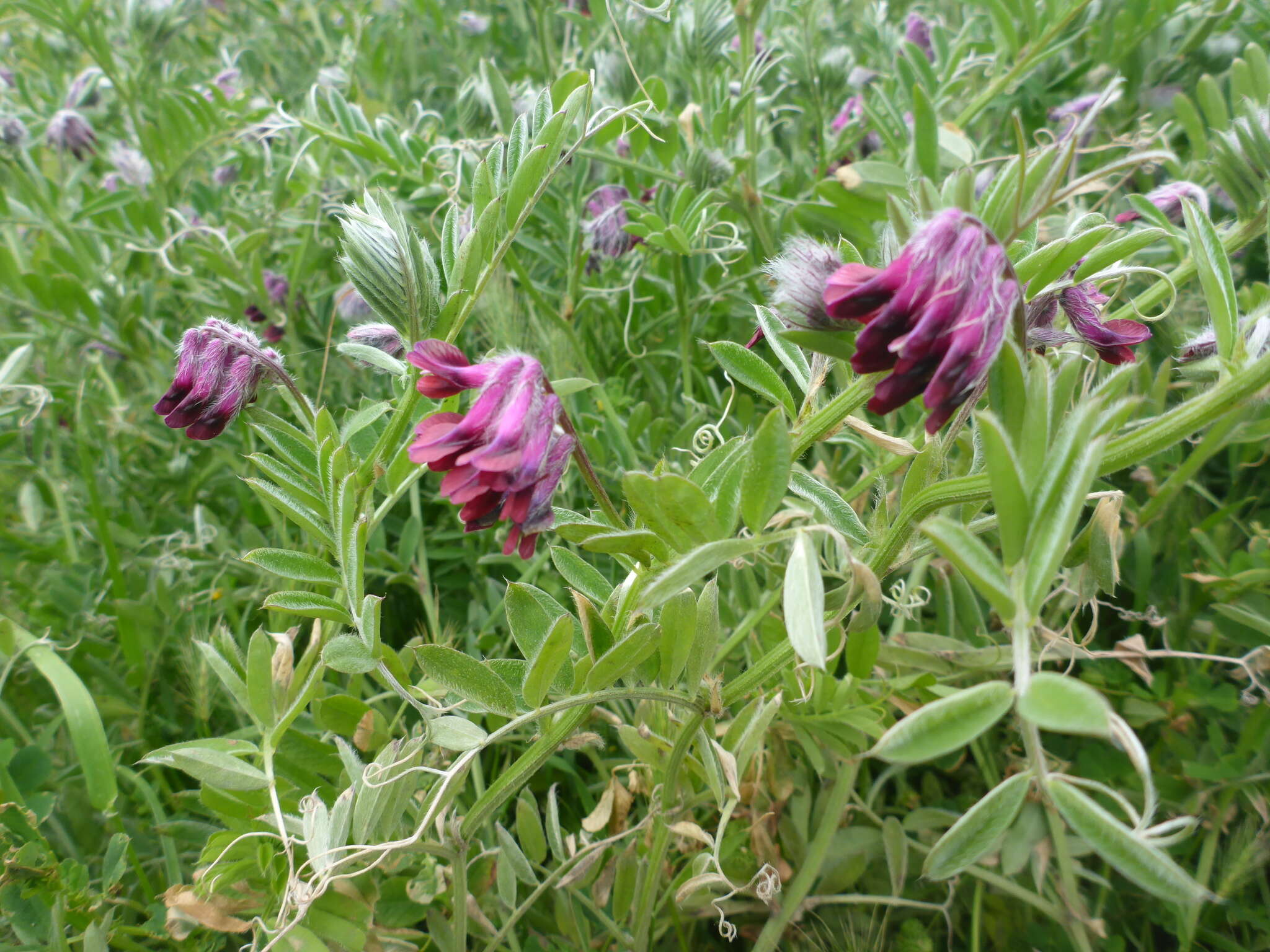 Image of reddish tufted vetch