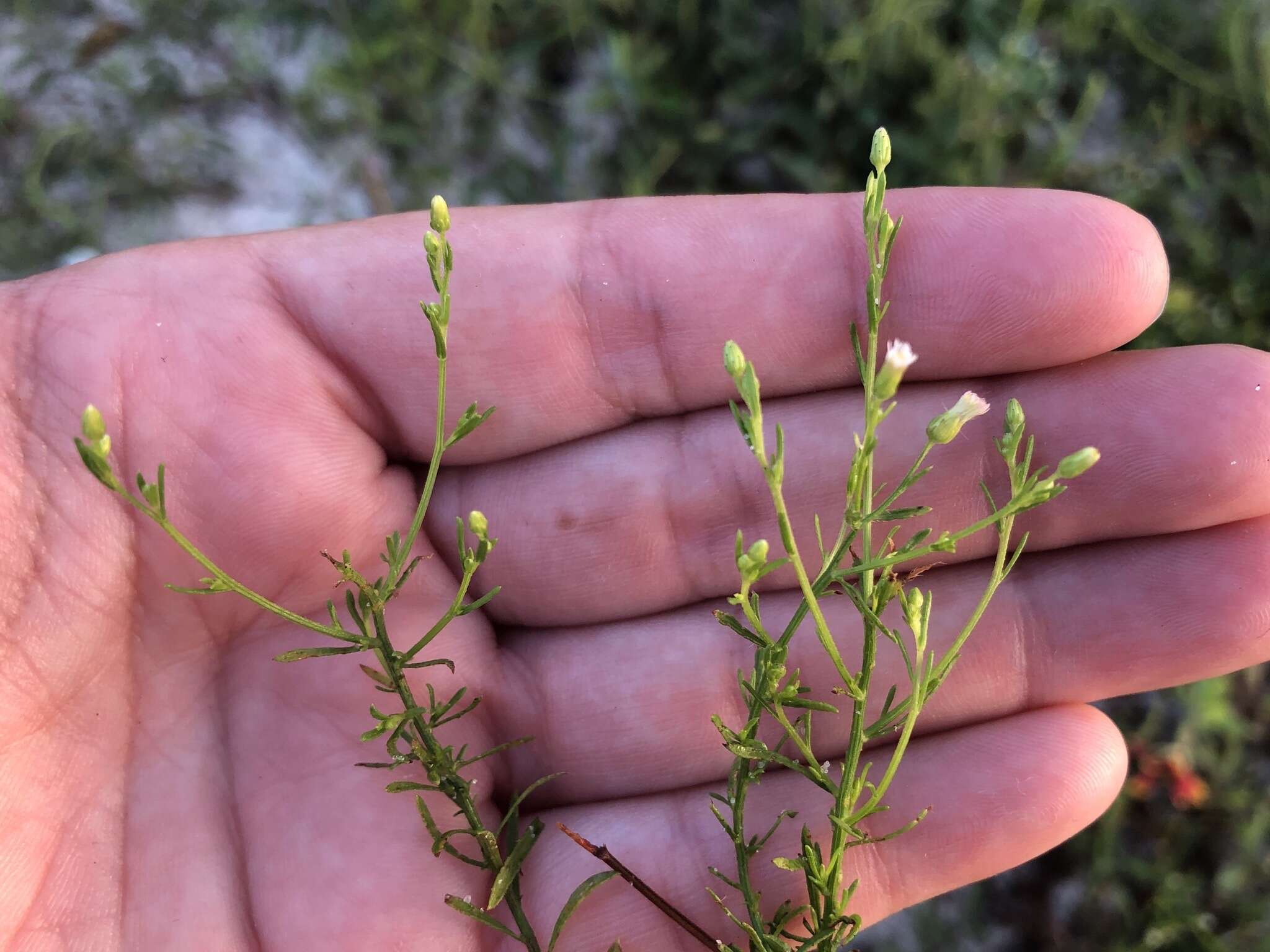 Image of Canadian Horseweed