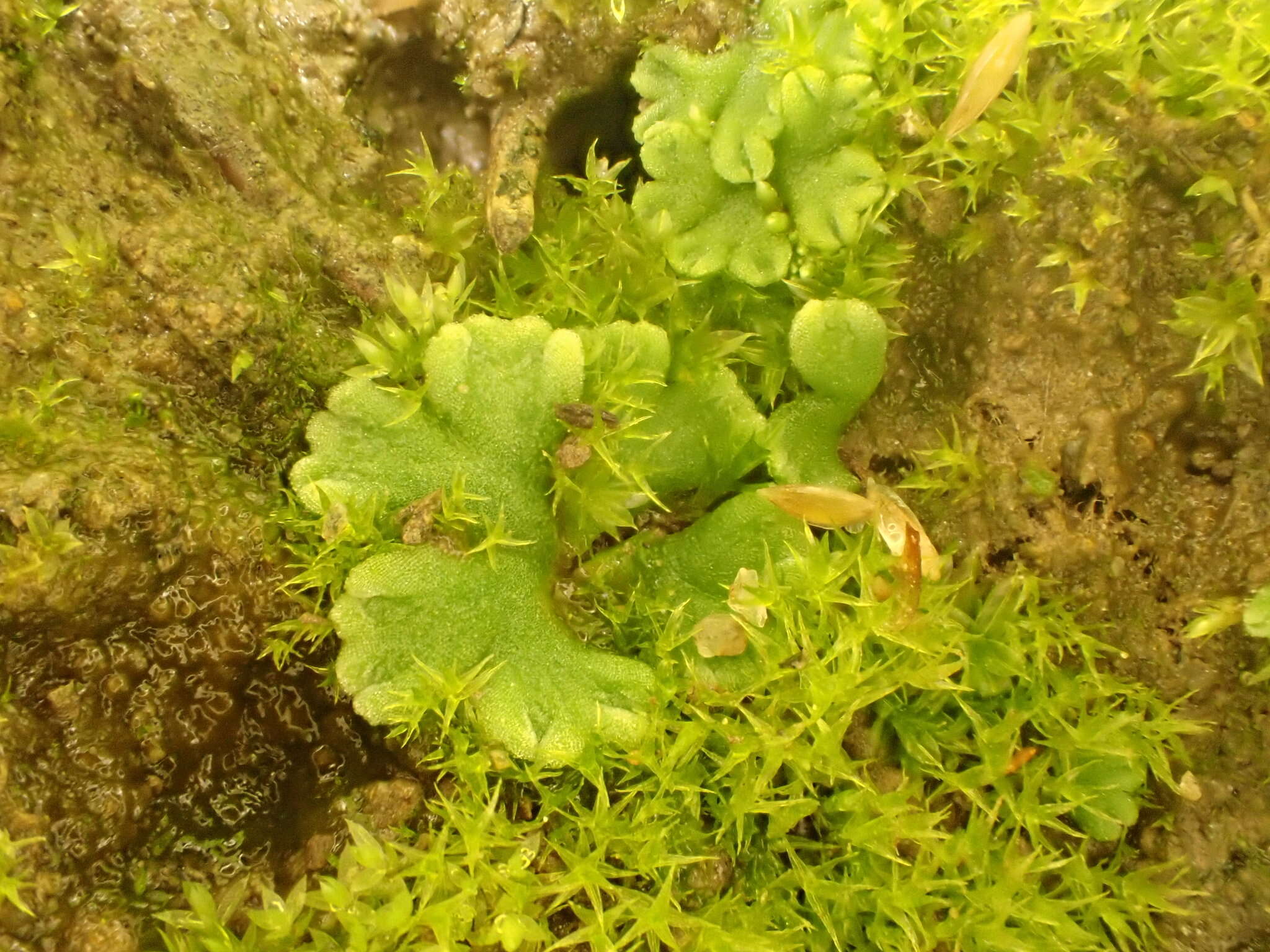 Image of Riccia glauca L.