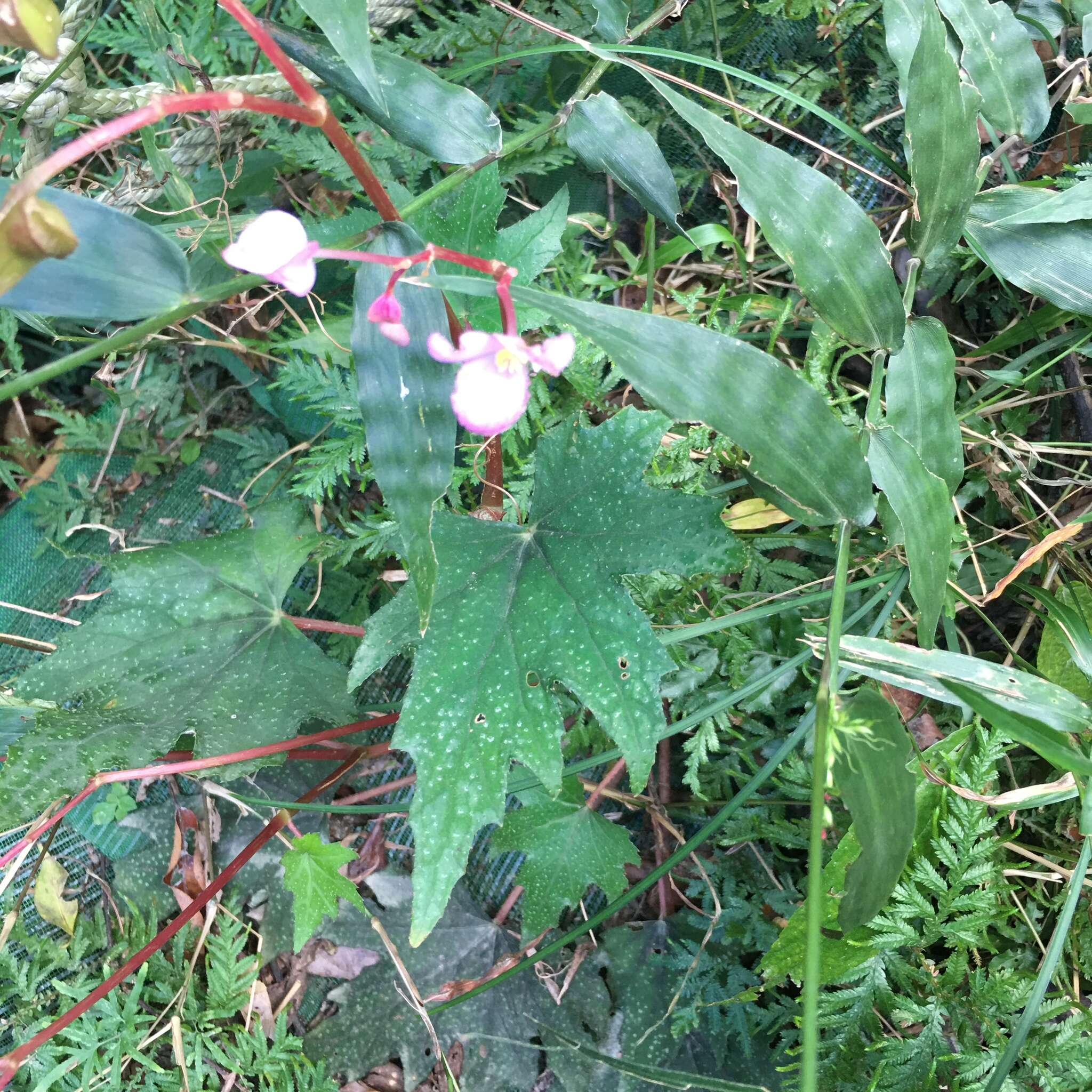 Image of Begonia austrotaiwanensis Y. K. Chen & C. I. Peng