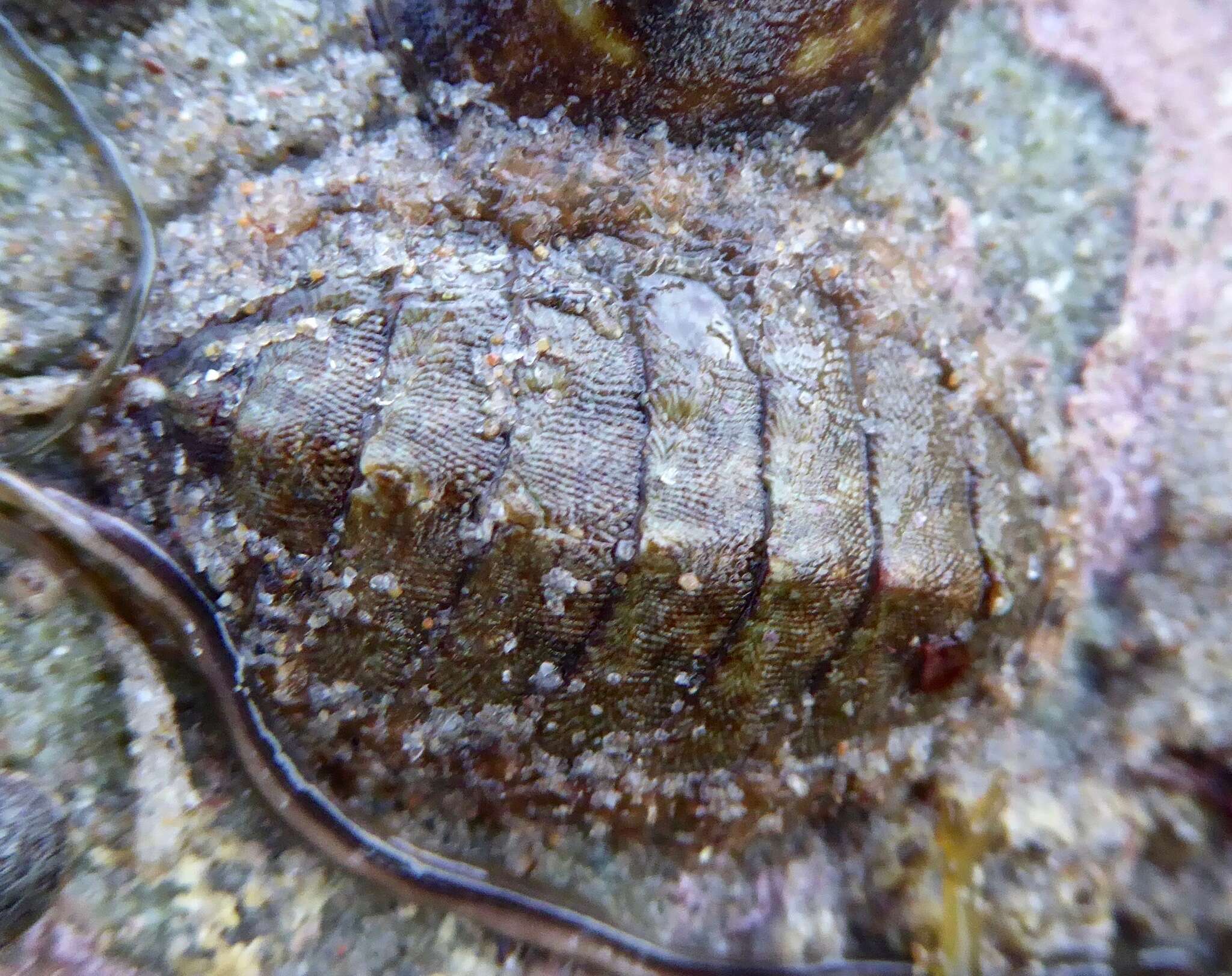 Image of hairy chiton