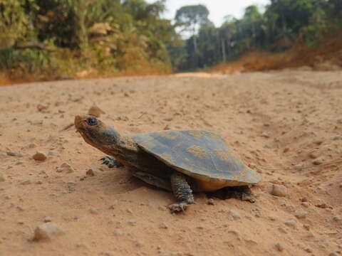 Image of Black-lined Toadhead Turtle