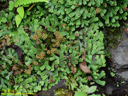 Image of Marchantia emarginata Reinw., Blume & Nees