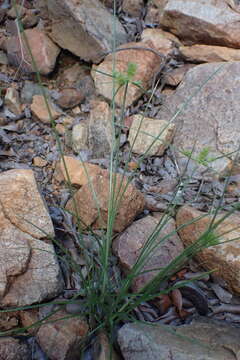 Sivun Cyperus decurvatus (C. B. Clarke) C. Archer & Goetgh. kuva