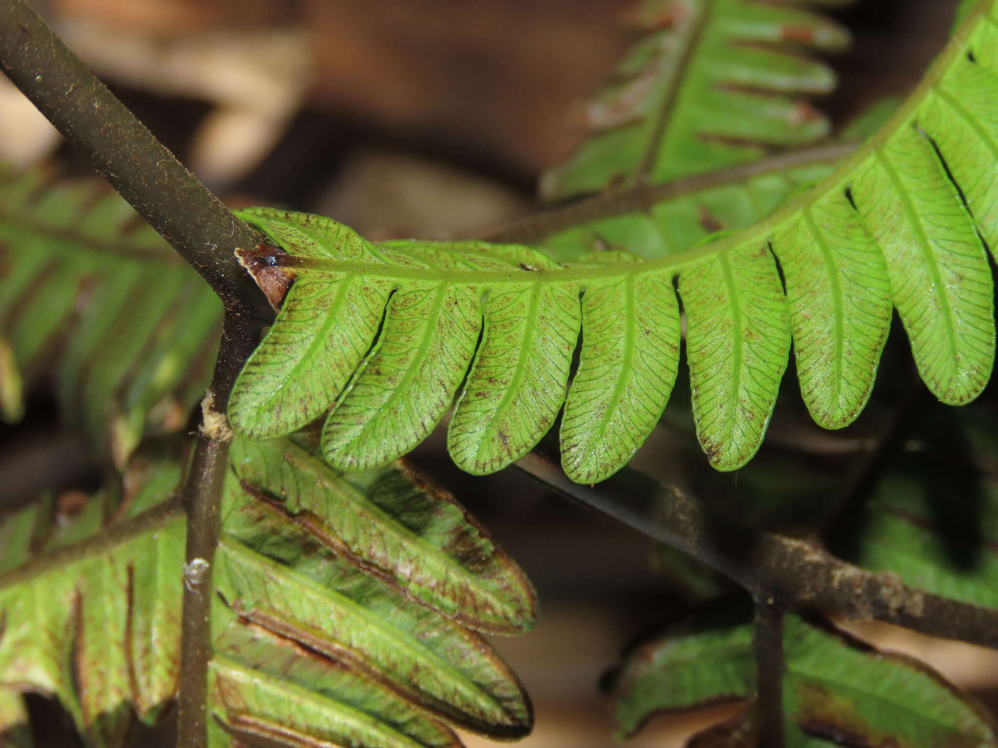 Imagem de Pteris minor (Hieron.) Y. S. Chao