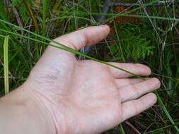 Image of Few-Nerve Cotton-Grass