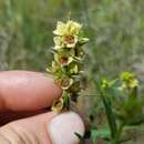 Ludwigia suffruticosa Walt. resmi