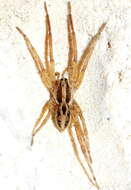 Image of Schizocosa avida (Walckenaer 1837)