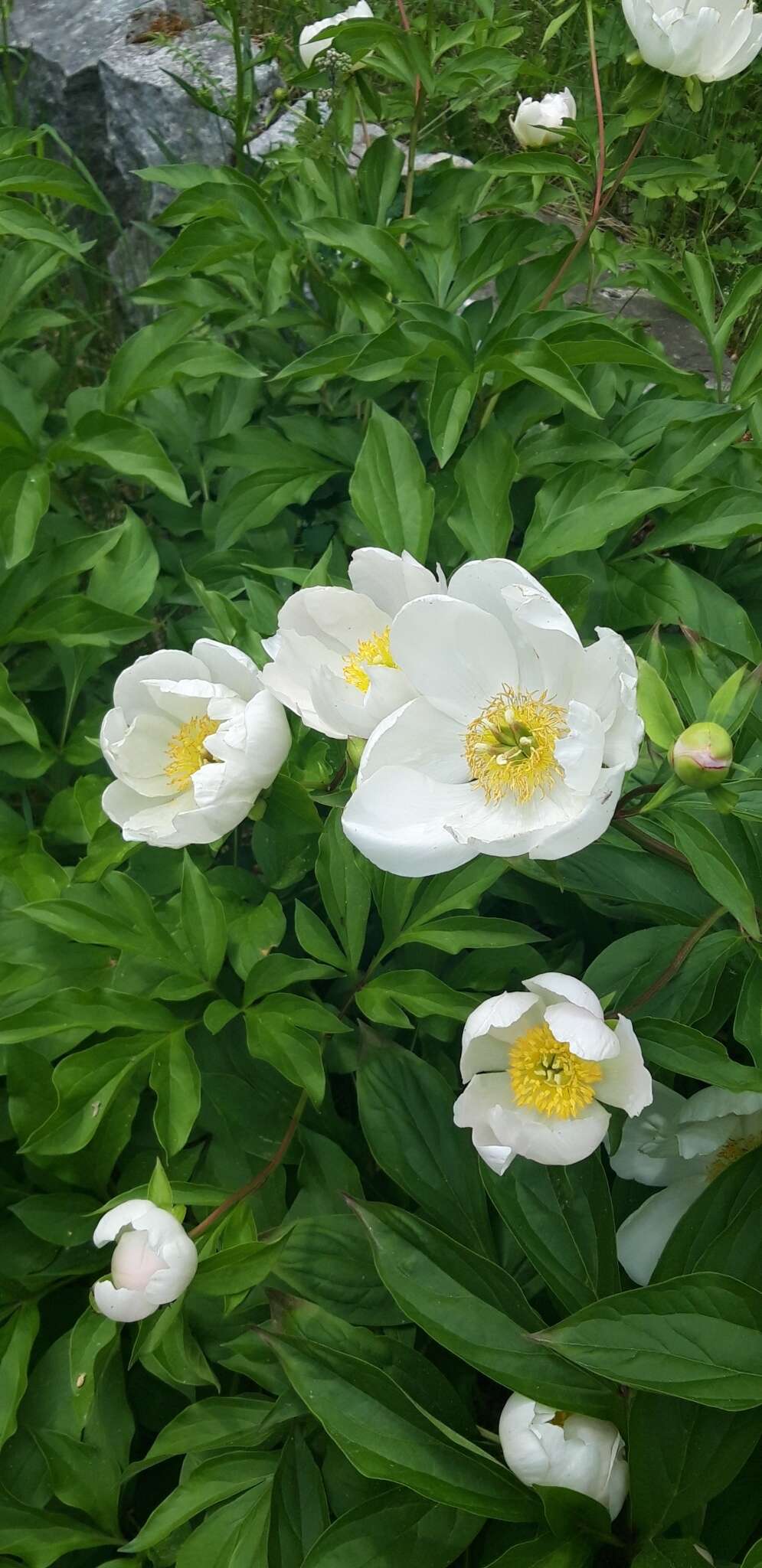 Plancia ëd Paeonia lactiflora Pall.