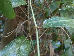 صورة Aristolochia praevenosa F. Müll.