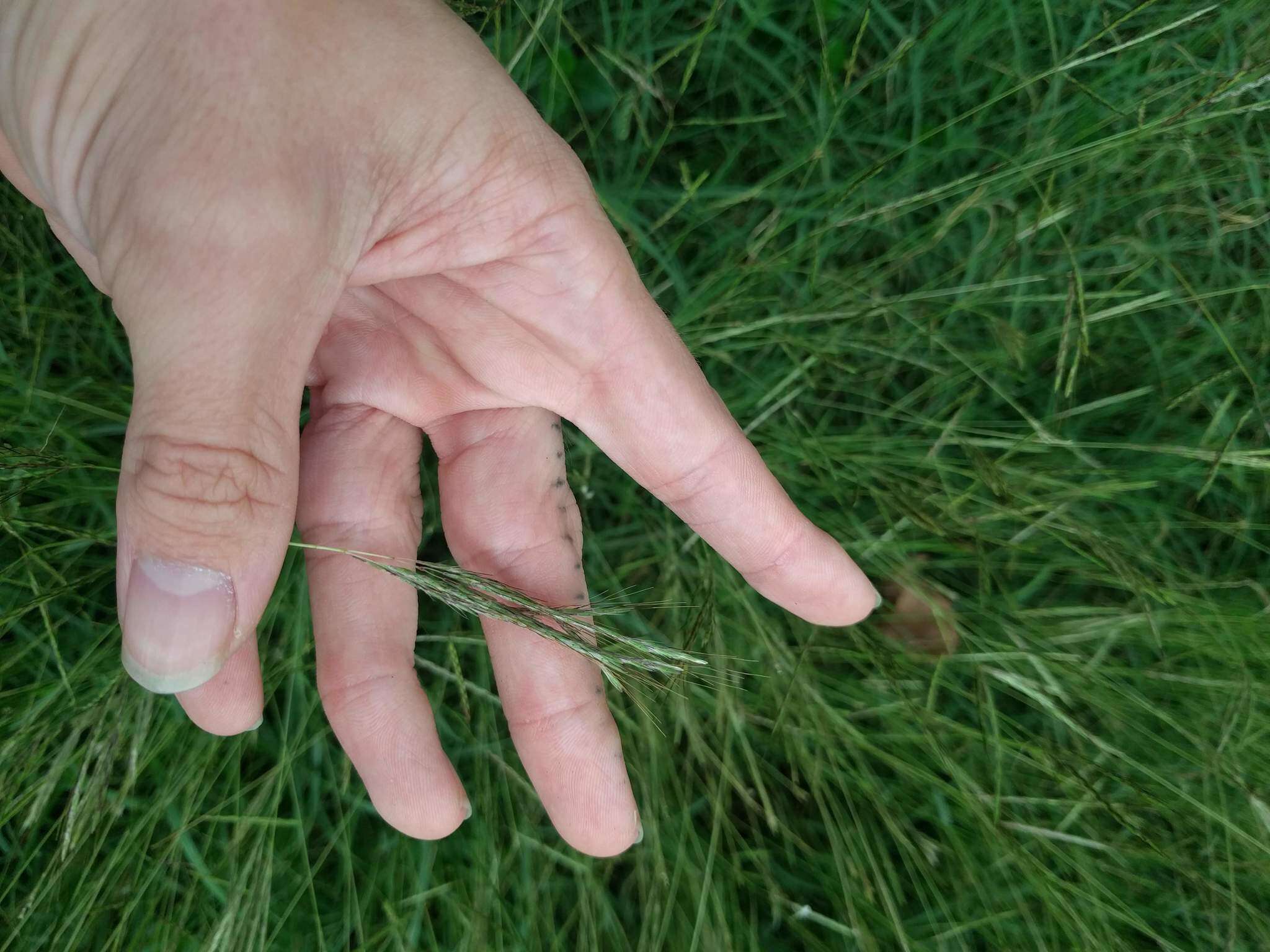 Image of pitted beardgrass