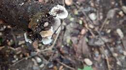 Image of Trametes hirta (P. Beauv.) Zmitr., Wasser & Ezhov 2012