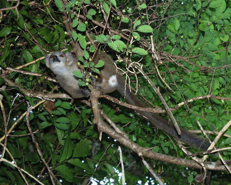 Image of Crowned Lemur