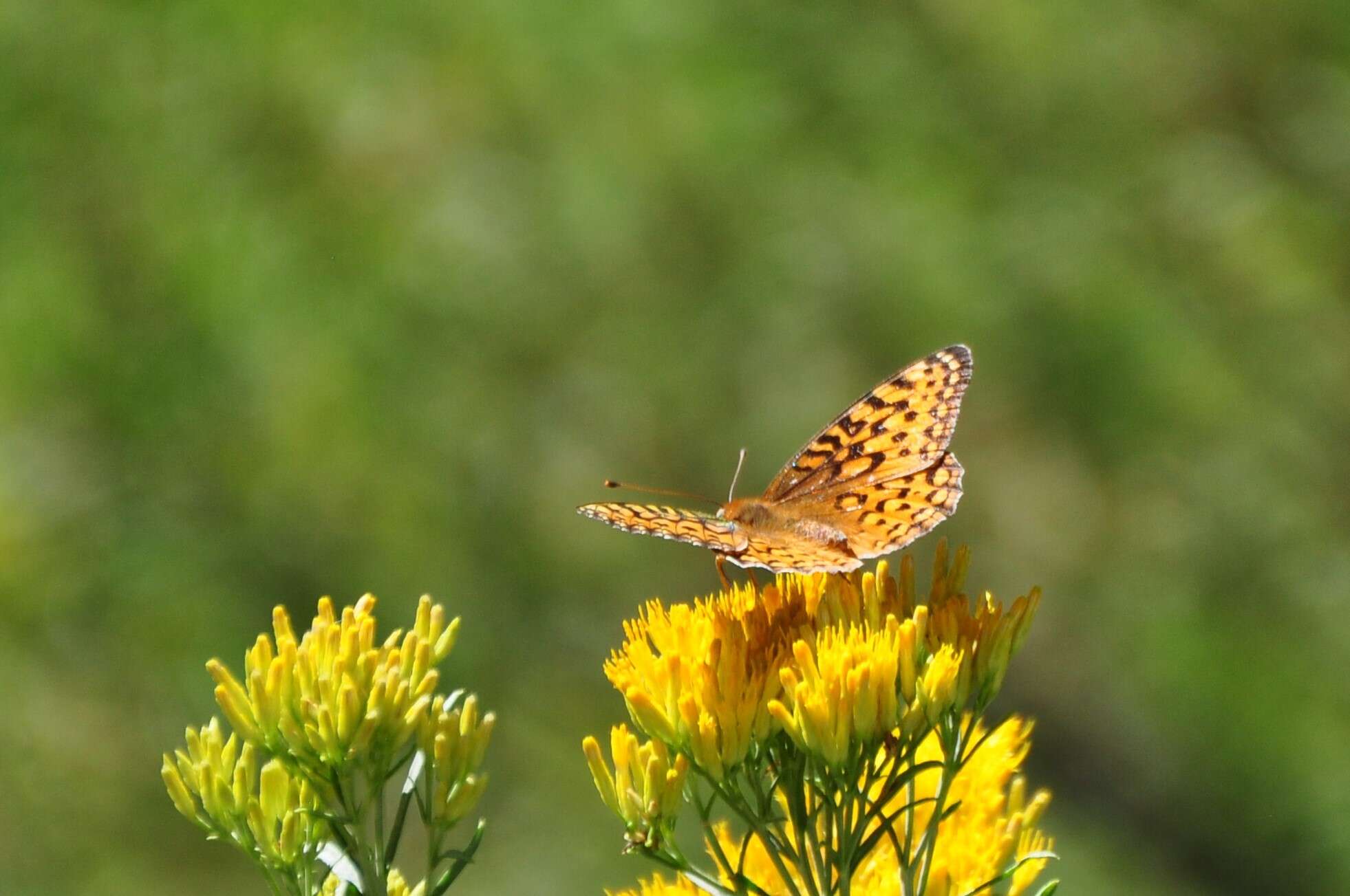 Image of Speyeria coronis halcyone Edwards 1868