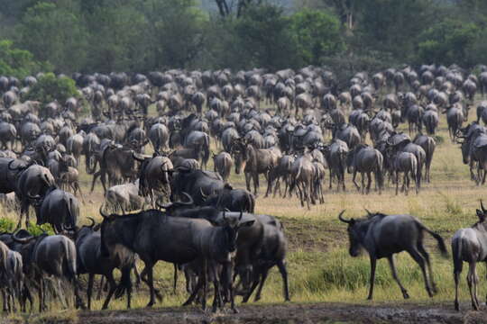 Image of Western white-bearded Wildebeest