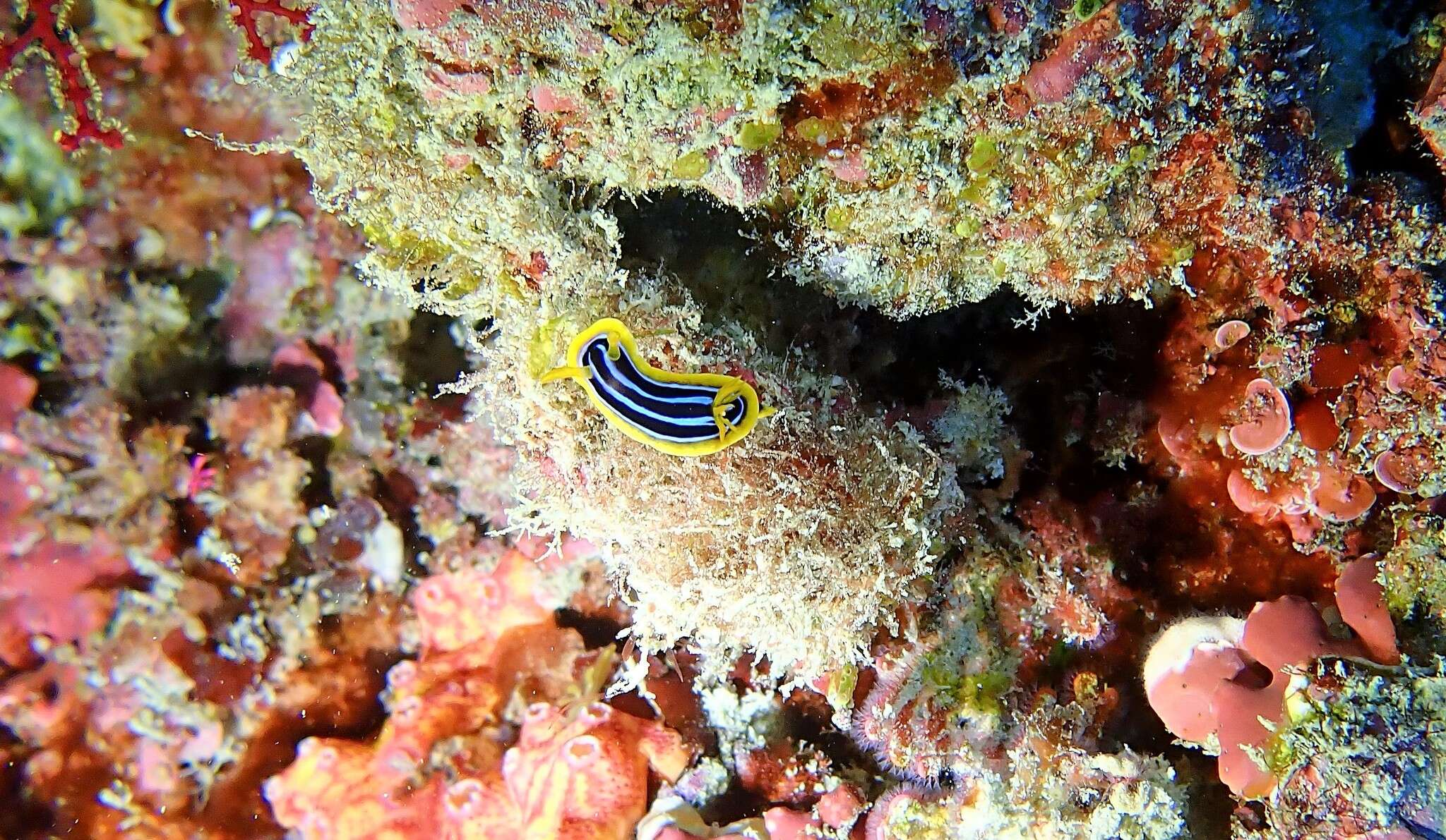 Image of Kuiter's black white orange slug