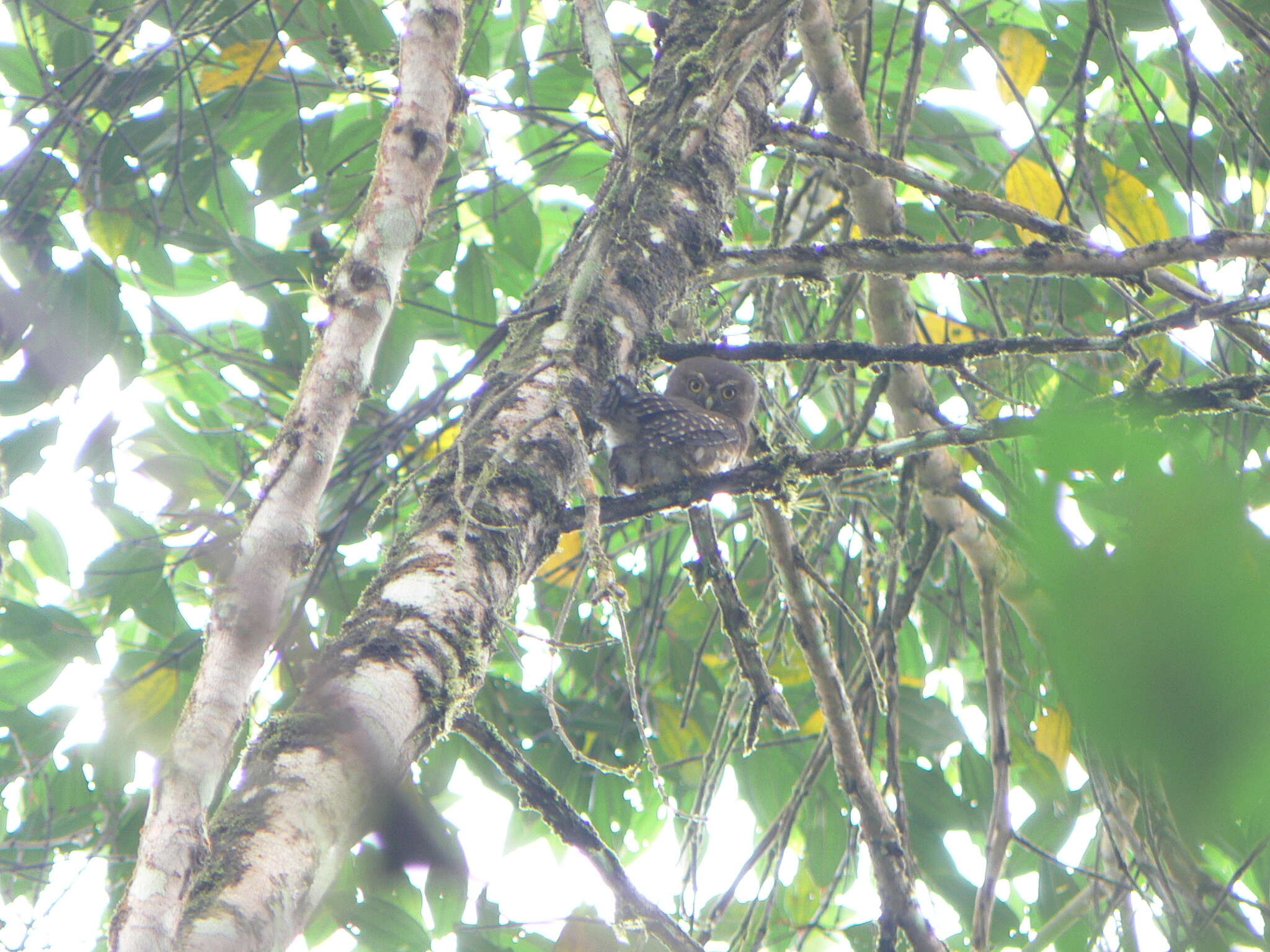 Image of Cloud-forest Pygmy Owl