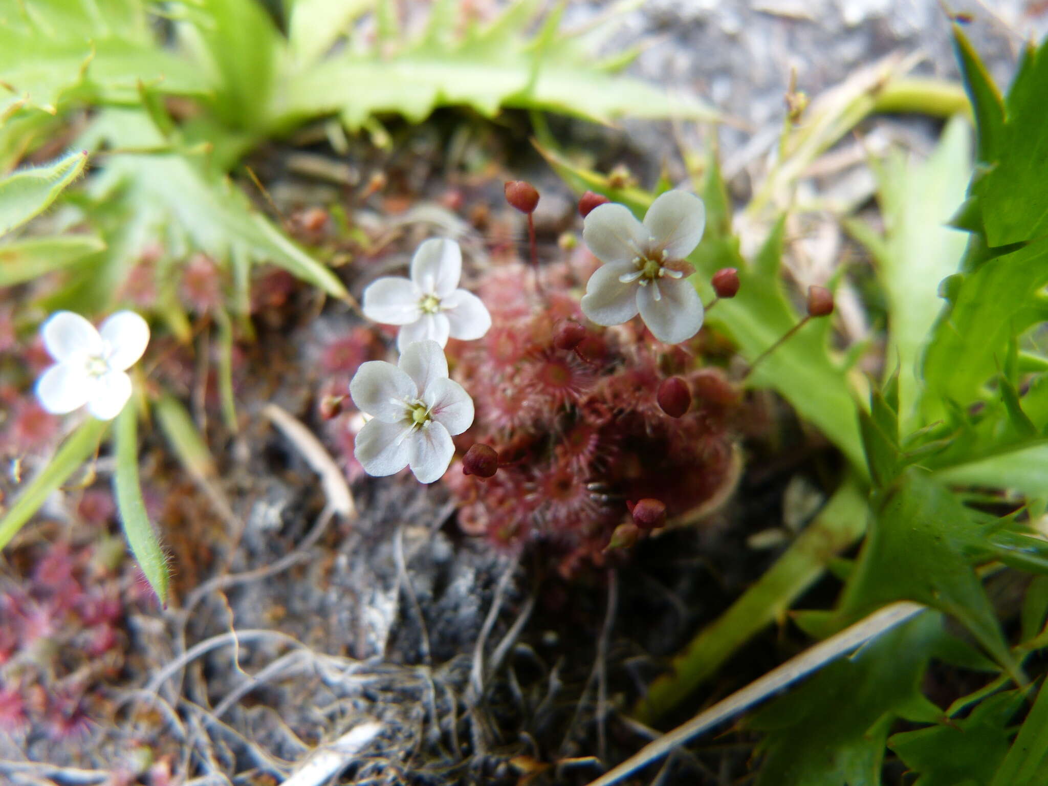 Image of Drosera pygmaea DC.