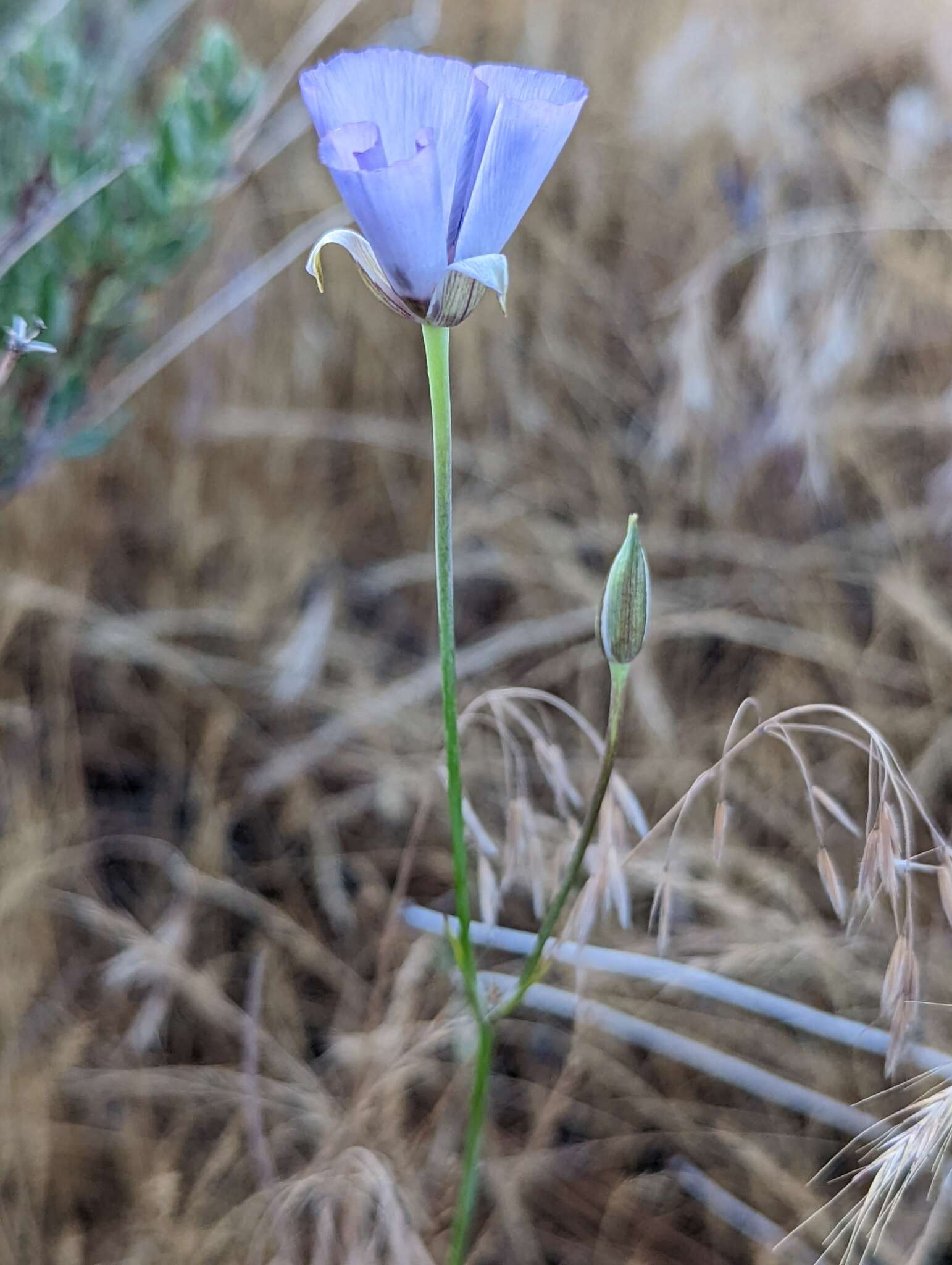 صورة Calochortus palmeri S. Watson