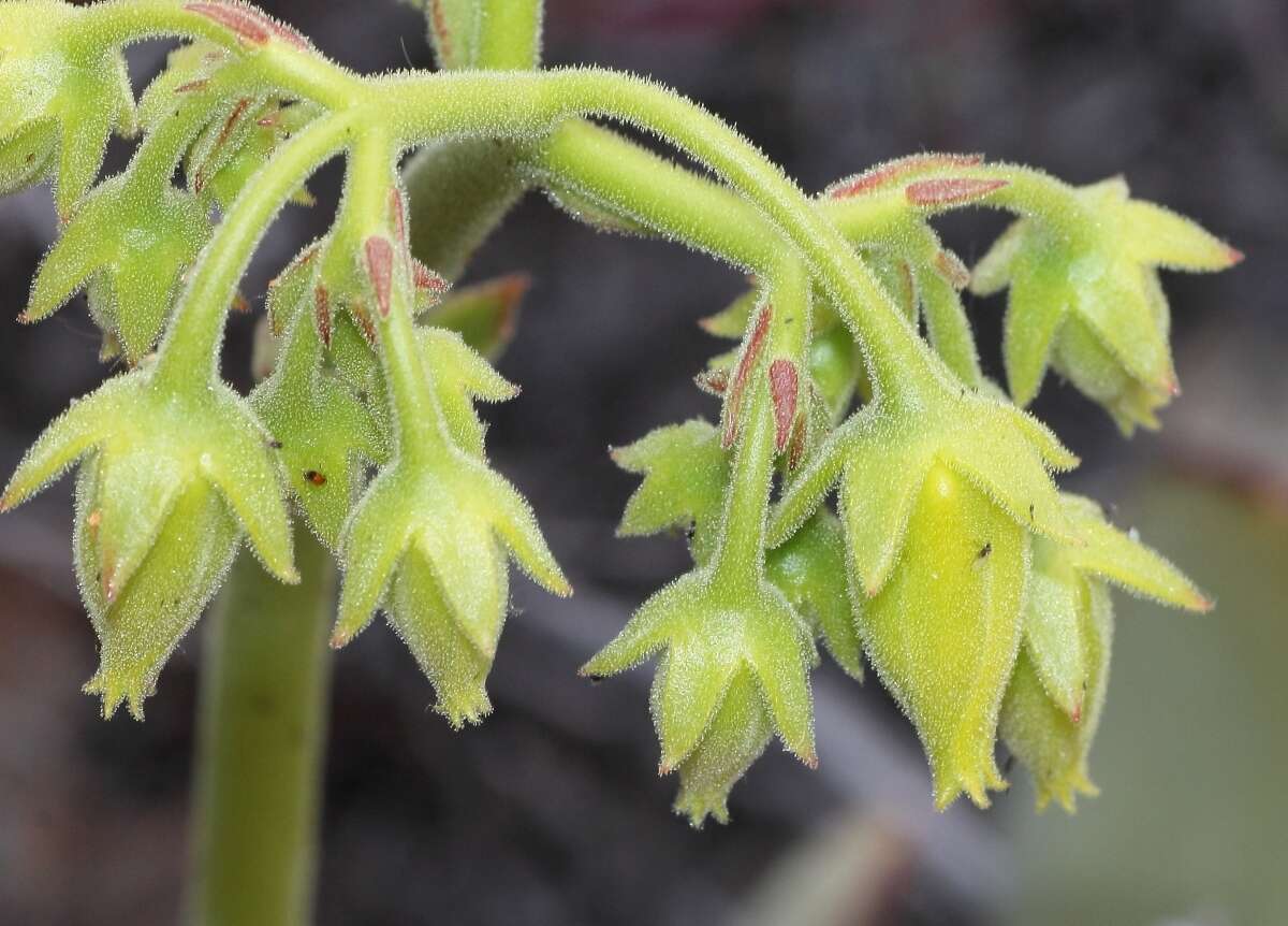 Image of Cotyledon cuneata Thunb.