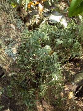 Image of Asplenium haurakiense (Brownsey) Ogle