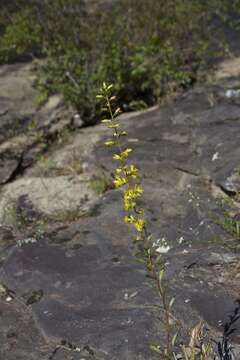 Image of sand goldenrod