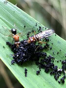 Image of Poecilomyia