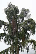 Image of Caryota maxima Blume