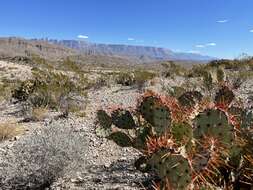 Image of pricklypear