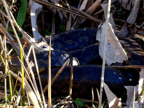 Image de Anaconda du Paraguay