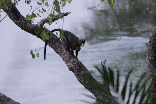 Cercopithecus neglectus Schlegel 1876 resmi