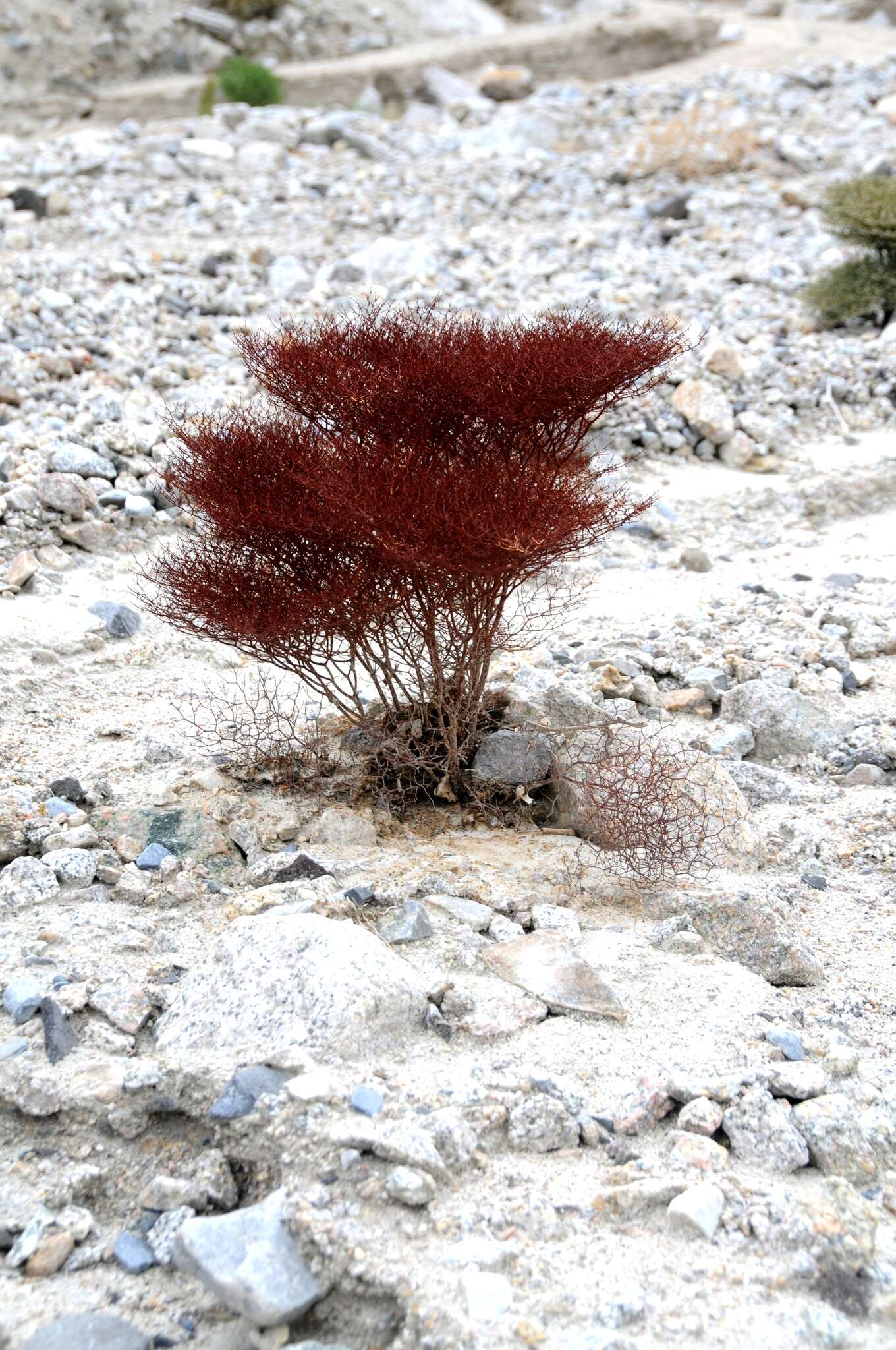 Image of pagoda buckwheat