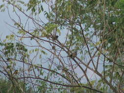 Image of Yellow-winged Tanager