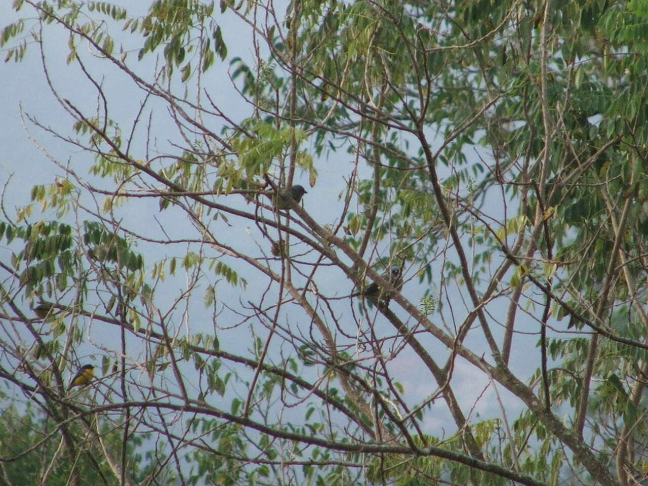 Image of Yellow-winged Tanager