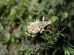 Polydrusus (Polydrusus) tereticollis (De Geer 1775) resmi