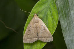 Image of Simplicia discosticta Hampson 1912