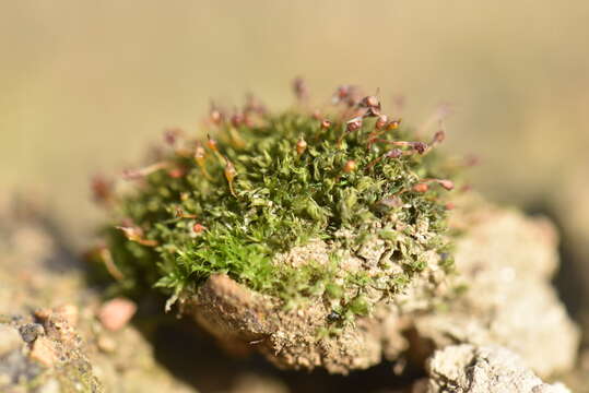 Image of Tortula truncata Mitten ex Godman 1870