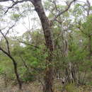 Image of Eucalyptus squamosa Deane & Maiden