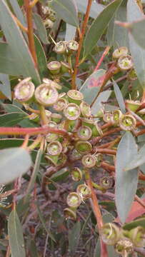 Слика од Eucalyptus diversifolia subsp. diversifolia