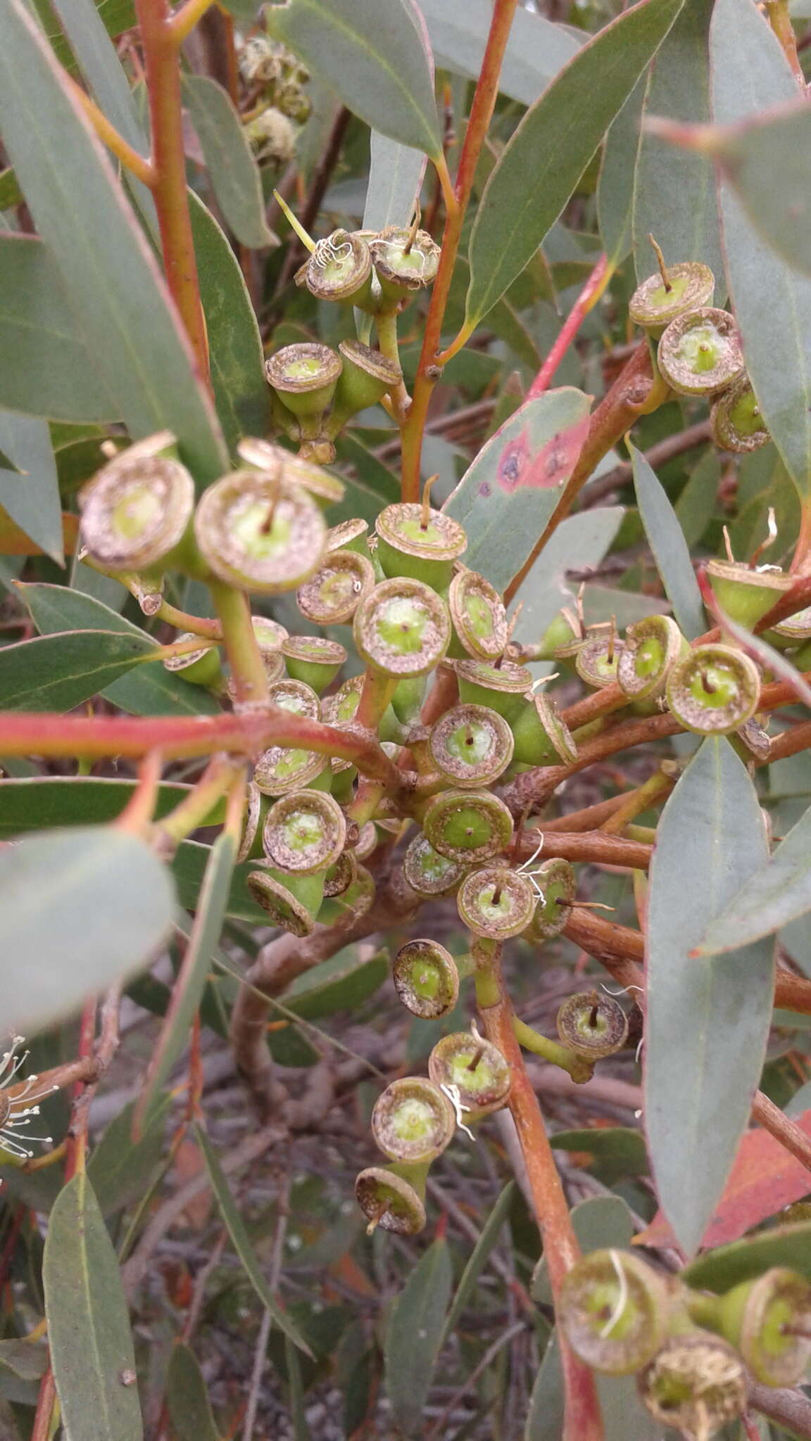 Image of Eucalyptus diversifolia subsp. diversifolia