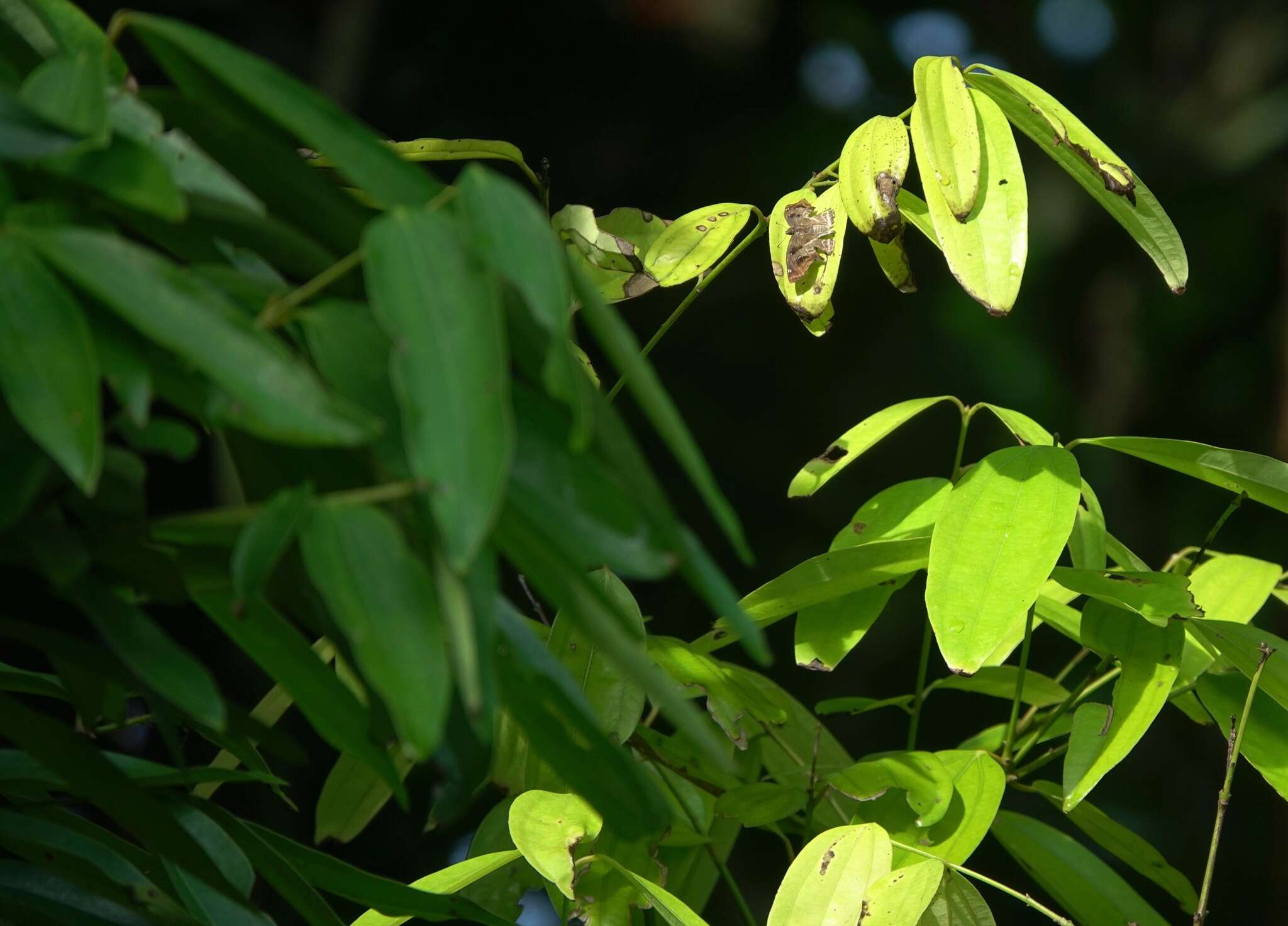Image of <i>Odontoptilum <i>angulata</i></i> angulata
