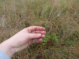 Image of Scale-Leaf False Foxglove