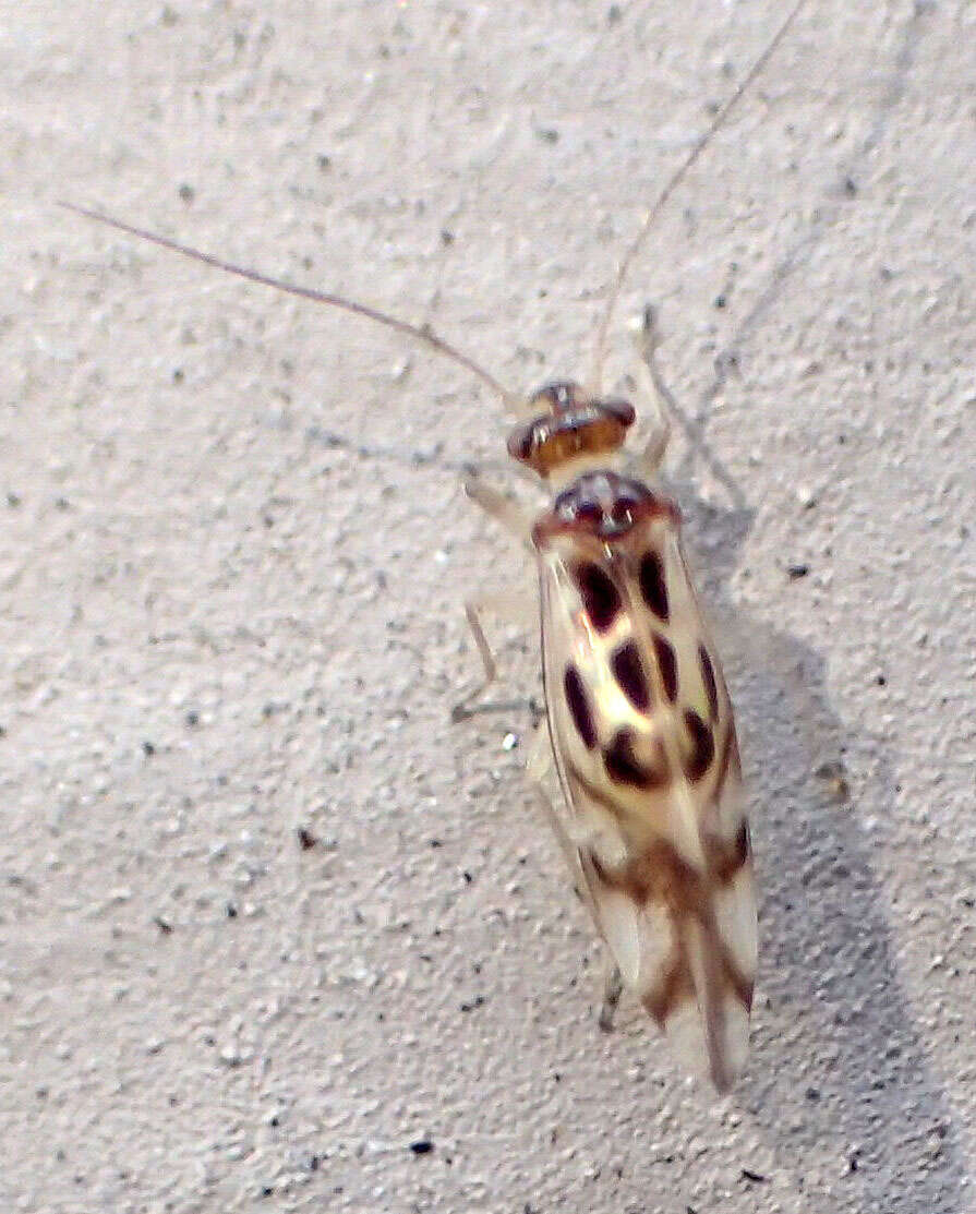 Image of Graphopsocus